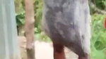 Desi Daring Bhabhi Showing Boooobs n pussy to L0ry Driver