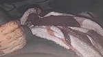 Desi bhabhi sucking her lover cock in defferent ways