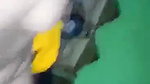 Desi Supr hot beauty Housewife Riding n Bj with DErs smll fik