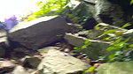 bhabhi in sari fucked in forest