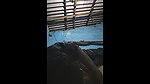 bhavna shy wife fucking with husband freind