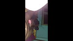 black hair sexy gf giving blowjob