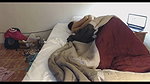 chubby desi babe young lover in london mms 4