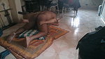 muslim gf sex scandal with hindu boyfriend 2