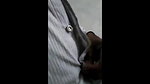 next door bhabhi with house tenant sex