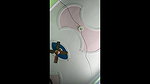 bangla neighbor girl naked
