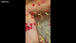 desi sexy bhabi video collection