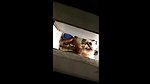 cuckold husband filming wife sex