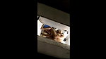 cuckold husband filming wife sex