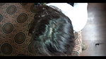 fucking hot indian girlfriend 5
