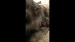 horny tamil aunty cum of hubby