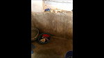 next door bhabi filmed taking shower