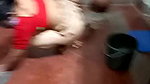 Sexy Maid cleaning floor and showing her ass