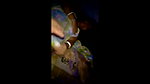 desi super hot bhabhi in hotel enjoying with young guy boobs and nips exposed with hindi audio