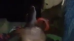 Desi Bhabhi Blowjob