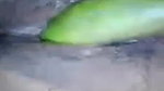 Village Bhabi Masturbating