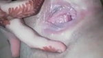 Paki babe showing