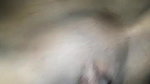 Bhabhi shaved pussy fucking