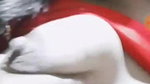 Myd rnd bengali chamet premium video -116
