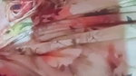 Myd rnd bengali chamet premium video -195
