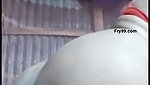 Myd rnd bengali chamet premium video -330
