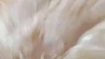 Myd rnd bengali chamet premium video -371