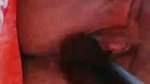 Myd rnd bengali chamet premium video -458