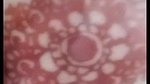 Myd random chamet collection 1042025-124