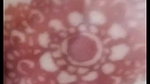 Myd random chamet collection 1042025-703