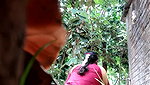 Bhabhi pissing,captured