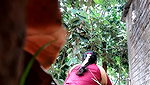 Bhabhi pissing,captured