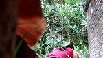 Bhabhi pissing,captured