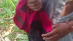 village local bhabhi outdoor sex video
