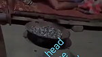 Couple fucking with clear talking during fucking