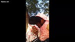 outdoor love with village bhabhi