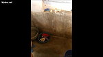 next door bhabi filmed taking shower