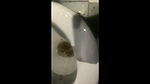 melissaredpassion My Kaviar In The Public Toilet