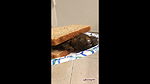 softservequeen 8+inch thick log becomes your sandwich