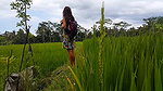 ssing in Public Rice Fields