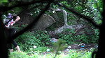 minine urination voyeur in bushes 2
