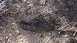 ma Chase Desert Piss And Tease