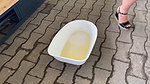l pisses in a litter box in the pet shop