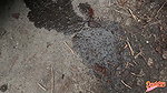ddys Luder Ich Schieb Einen Furz Und Strahl Raus