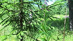 ateur c