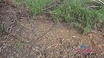 83Emily Willis Big island pissing