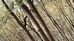 66XshayXshayX1 Nature Pee