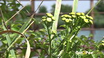 Above The Pond 1080p Got2pee Com