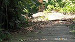 Blonde On The Bridge 1080p Got2Pee mp4