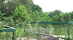 Forgotten Pond 1080p Got2pee Com