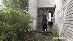 Gothic Relief 1080p Got2Pee Com